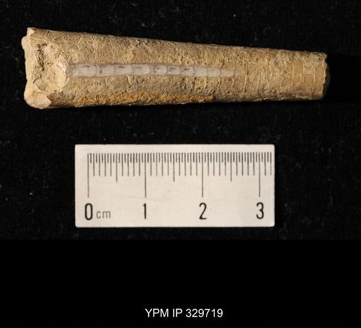 Pseudorthoceras knoxense