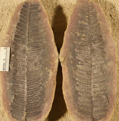 Pecopteris