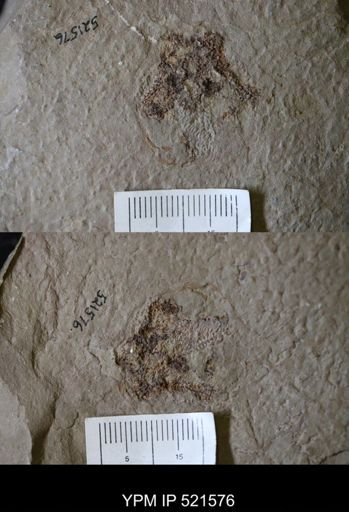 undet. Asterozoa