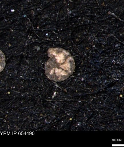 Alveolophragmium linki