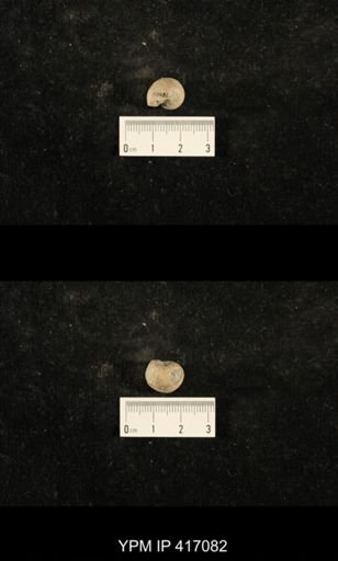 Euphemites carbonarius