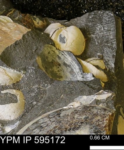 Protocardia sp.
