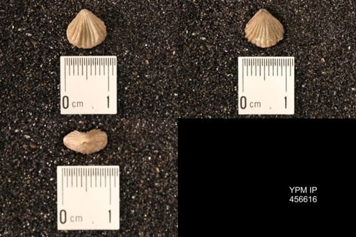 Rhynchonella dentata