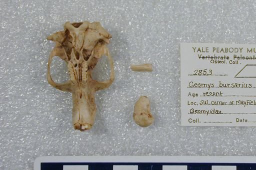 Geomys bursarius lutescens