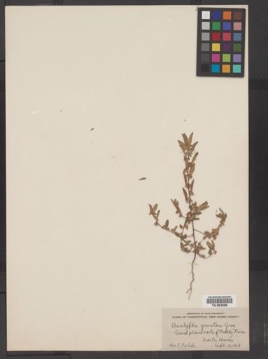 Acalypha gracilens