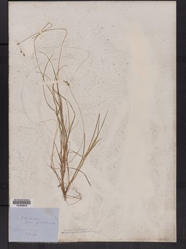 Carex canescens