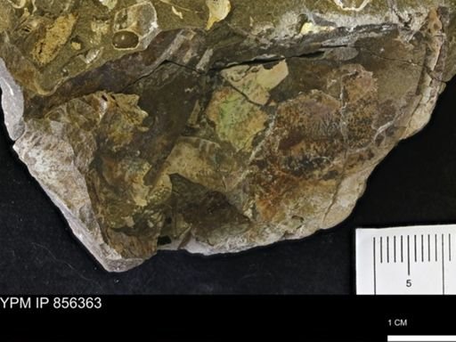 undet. Ammonoidea