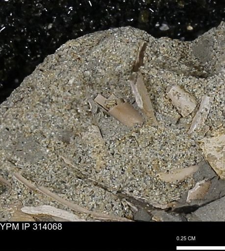 undet. Scaphopoda
