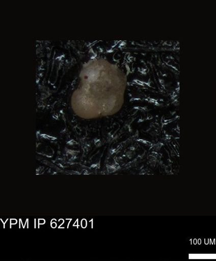 undet. Foraminiferida