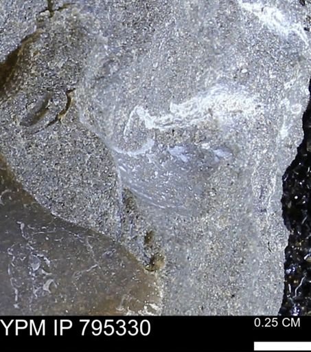 undet. Bivalvia