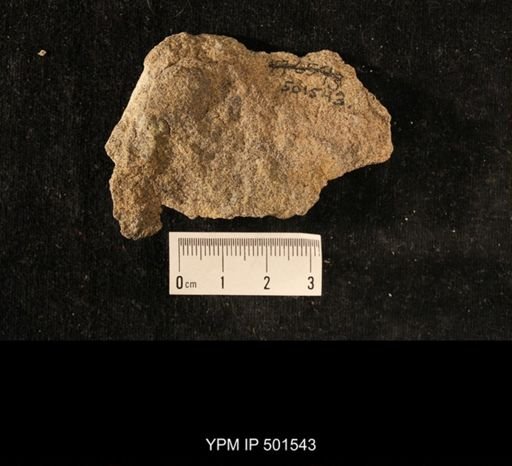 Astartella sp.