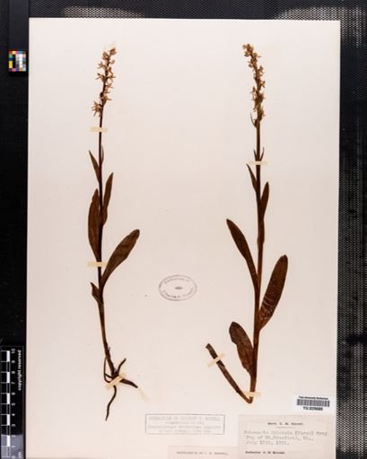 Habenaria
