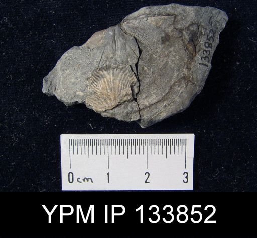 Stropheodonta perplana