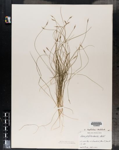 Carex leptalea