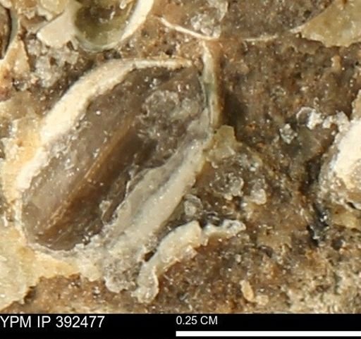 Protocardia subquadrata