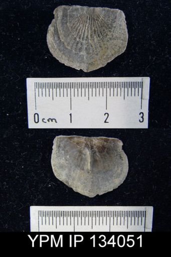 Tropidoleptus carinatus