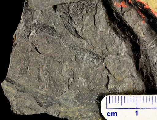 Psilophyton princeps