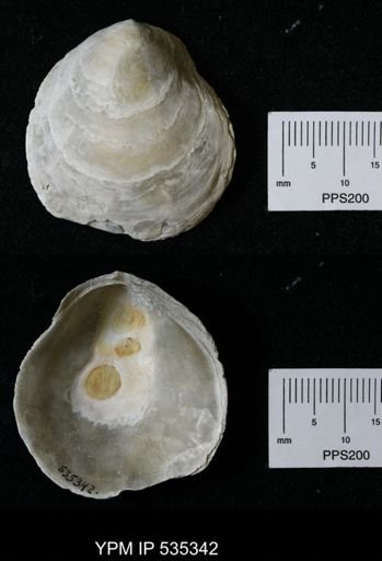 Anomia simplex