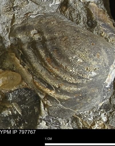 Inoceramus