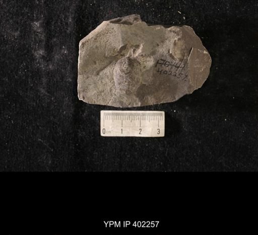 Lingula quebecensis