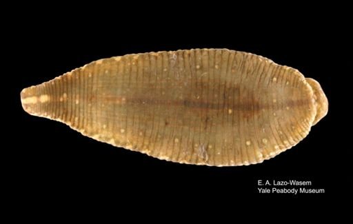 Placobdella parasitica