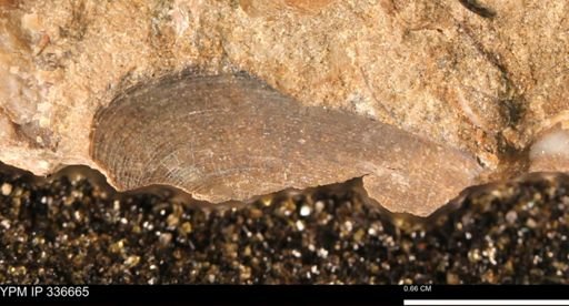 undet. Bivalvia