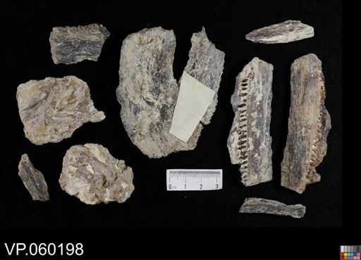 Saurodon sp.