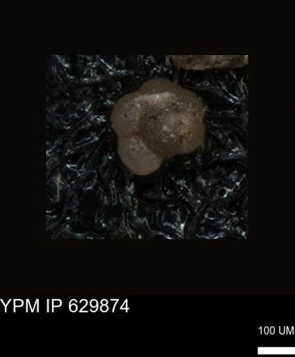 undet. Foraminiferida