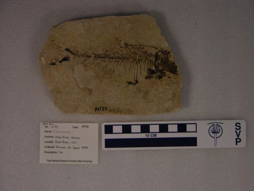 Clupeoidei