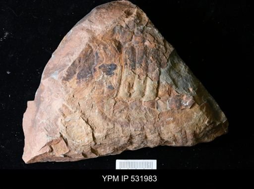 undet. Asaphacea