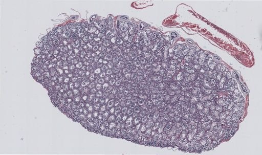 Rana clamitans