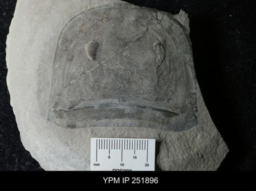 Eurypterus sp.