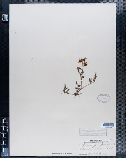 Plantae