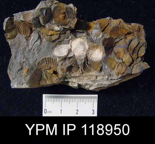 Anoplotheca hemispherica