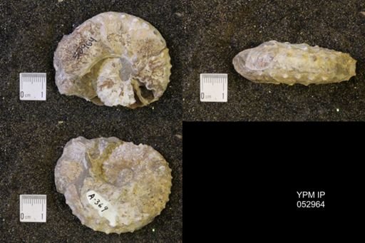 Discoscaphites gulosus