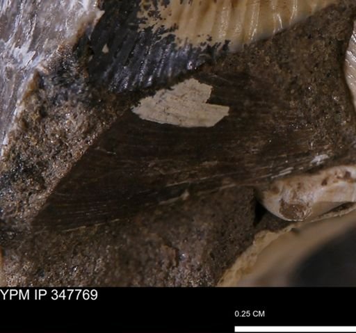 undet. Bivalvia