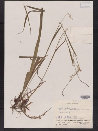 Carex