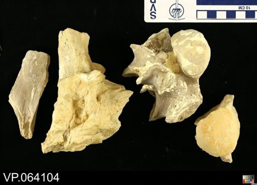 undet. Mosasauridae