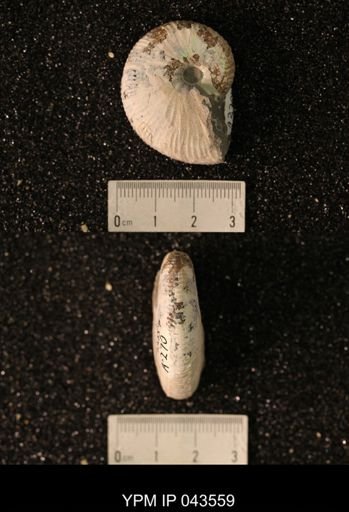 Hoploscaphites nicolletii