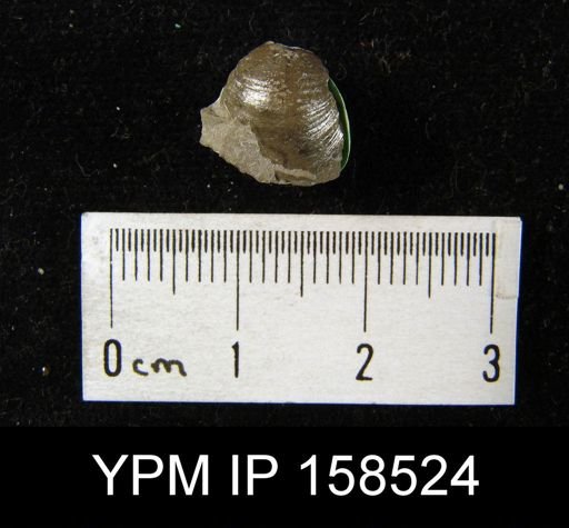 Hindella umbonata