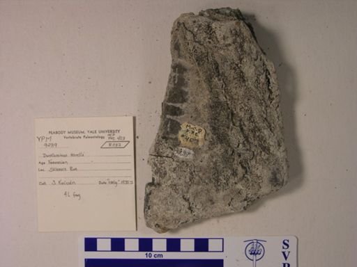 Dunkleosteus terrelli