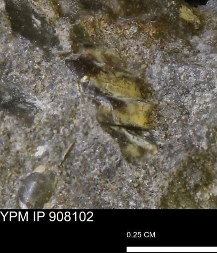 undet. Mollusca