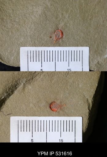undet. Xiphosurida