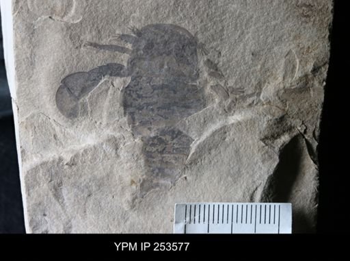 Eurypterus sp.