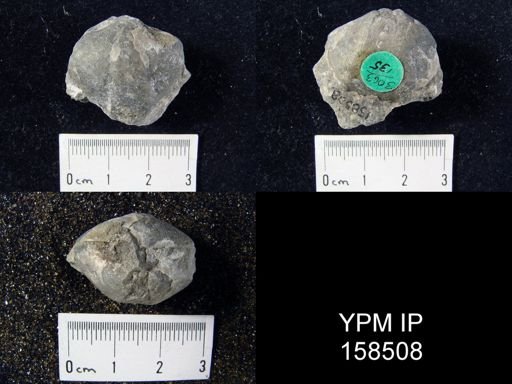 Spirifer radiatus tenuistriatus