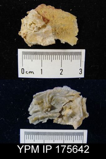 Leptodus sp.