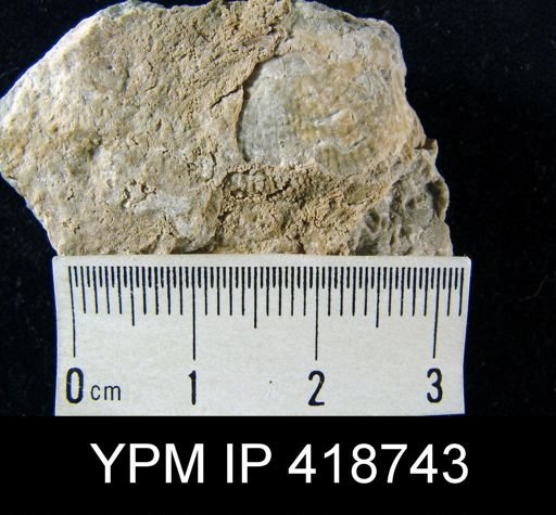 Marginifera?