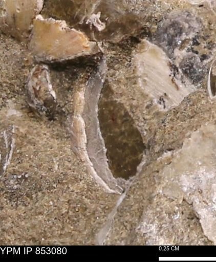 Limopsis striatopunctatus