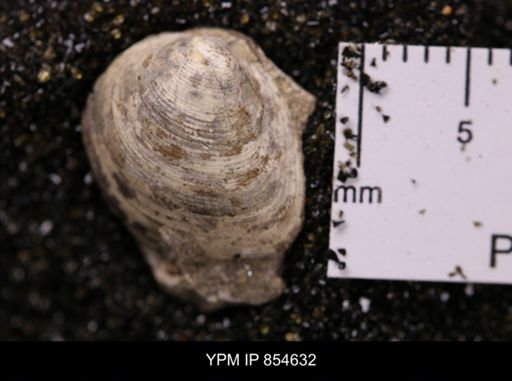 Limopsis striatopunctatus