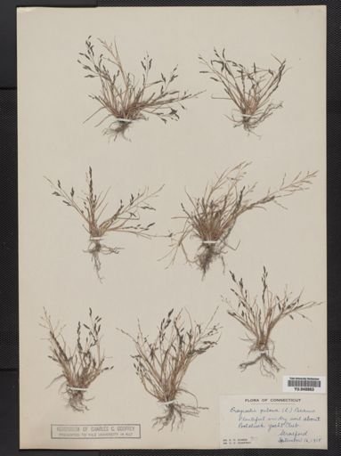 Eragrostis pilosa